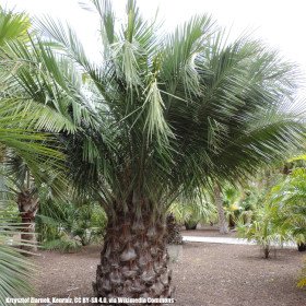 Coconut maker of Chile, palm of Chile, Jubaea Chilensis